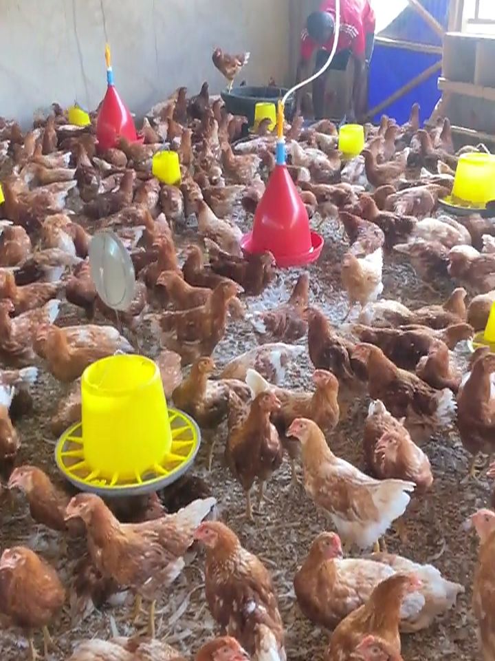 Brown laying hens around feeders and drinkers in a Sayakulu pen