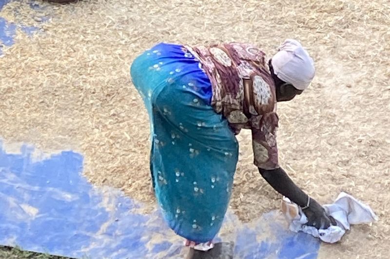 A woman cleaning maize spread out on a tarpaulin at the farm