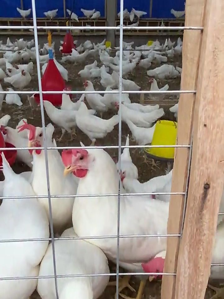White laying hens behind the wire of a Sayakulu pen