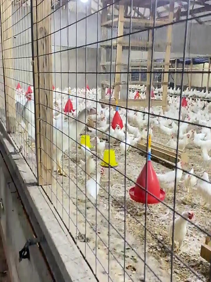 Inside a Sayakulu poultry house with drinkers and feeders
