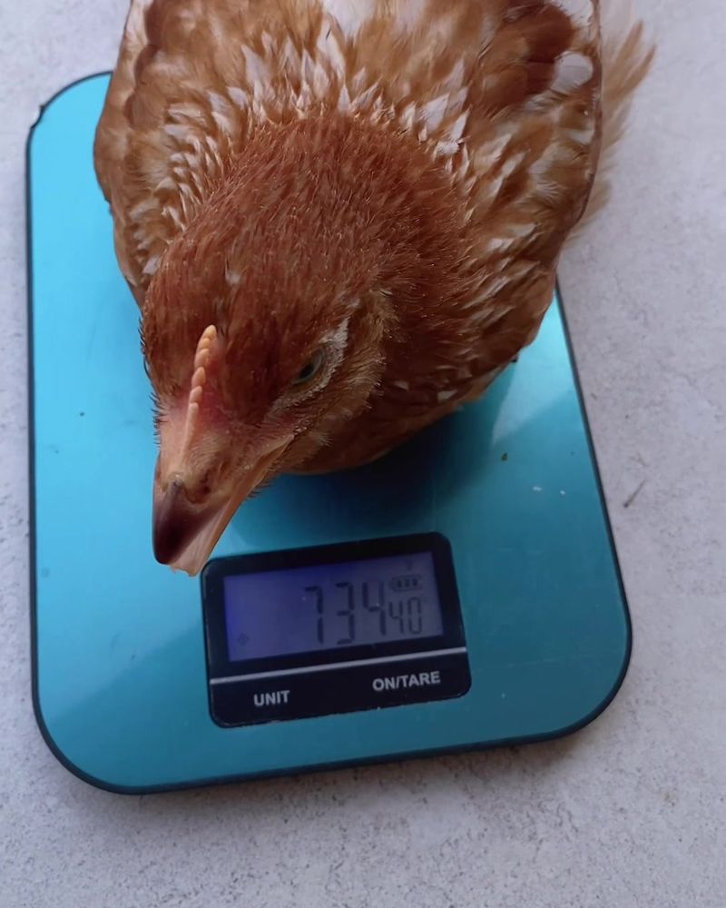 A young brown hen on a weighing scale